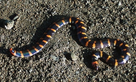 Cylindrophis ruffus red-tailed pipe snake