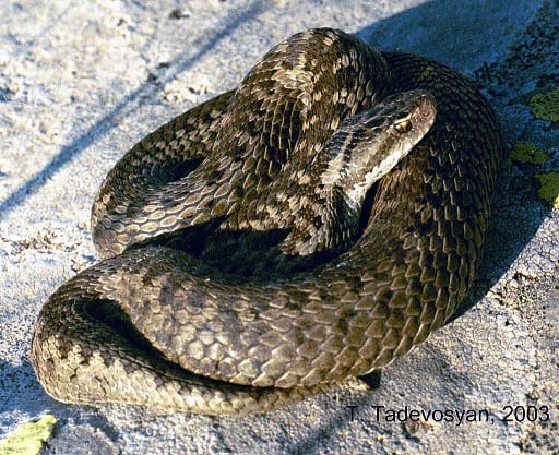 Darevsky's Viper, Vipera darevskii