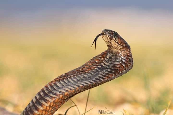 Egyptian Cobra Naja haje scary