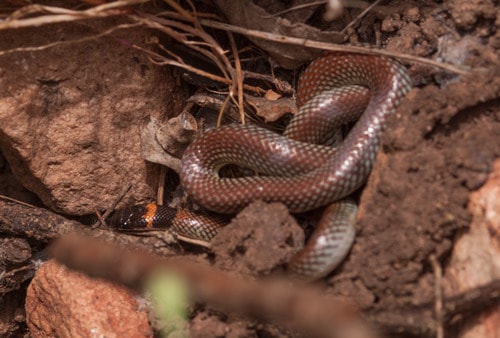 Furina diadema - red-naped snake