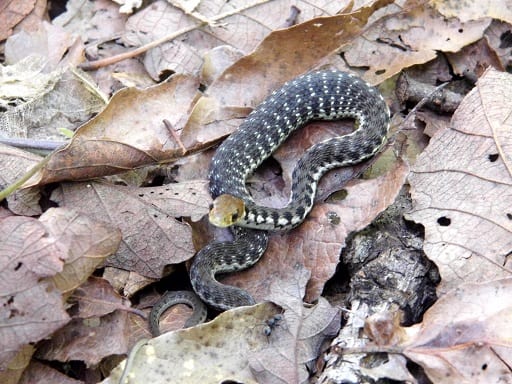 Goldenhead Garter Snake Thamnophis chrysocephalus