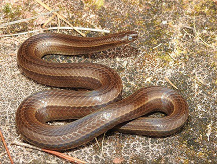 Gomesophis brasiliensis brazilian burrowing snake