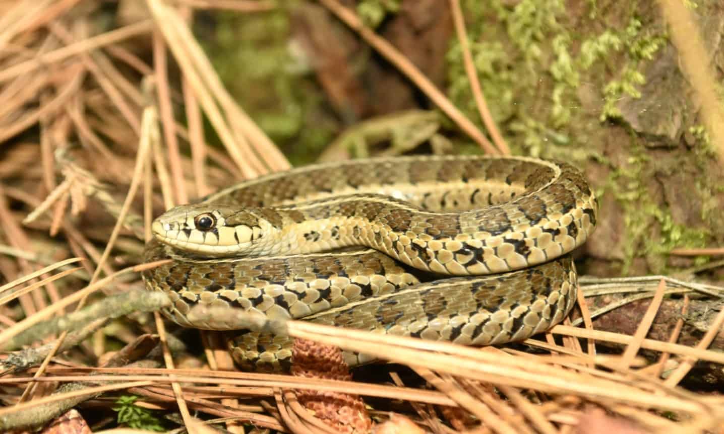 Longtail Alpine Garter Snake Thamnophis scalaris