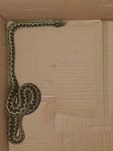 Lotiev's Viper (Vipera lotievi)