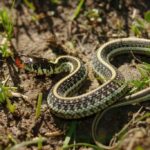 Mexican Garter Snake, Thamnophis eques
