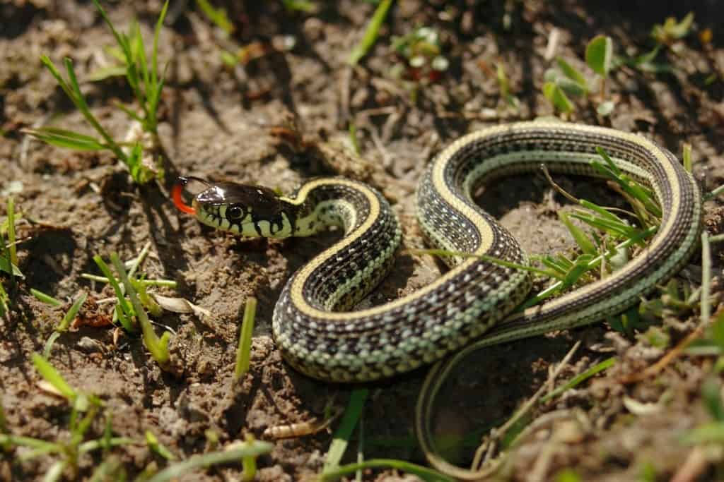 Mexican Garter Snake, Thamnophis eques