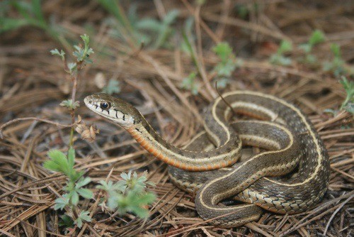 Mexican Wandering Garter Snake (Thamnophis errans)