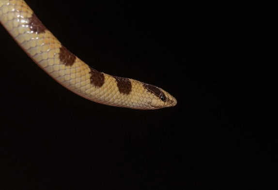 Mojave Shovelnose Snake Sonora occipitalis snout