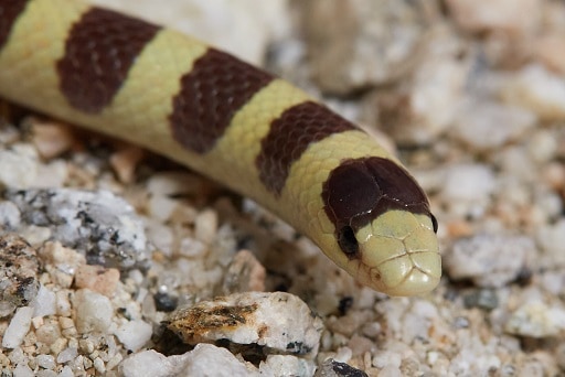 Mojave Shovelnose Snake, Sonora occipitalis