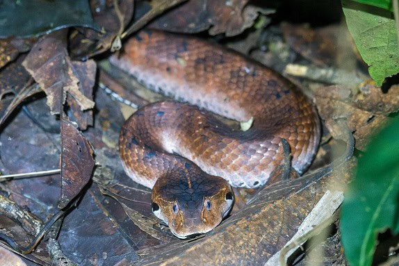 New Guinea Death Adder Acanthophis laevis