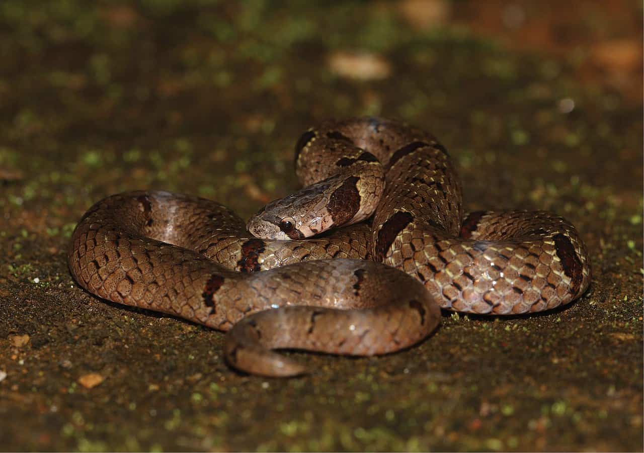 Oligodon sublineatus dumeril's kukri snake