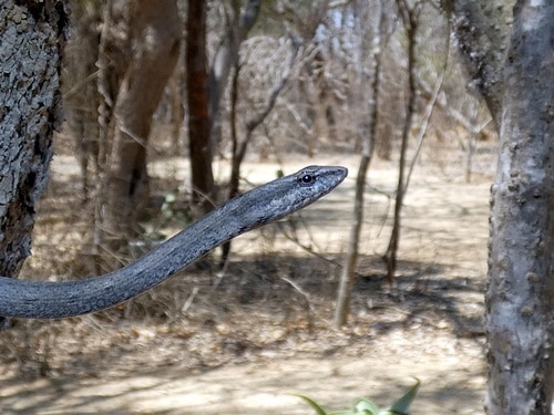 Pencil Snake (Mimophis mahfalensis) madagascar