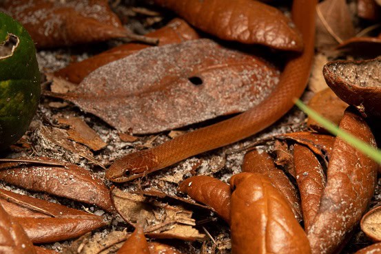 Pine Woods Littersnake Rhadinaea flavilata