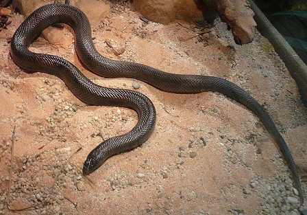 Pseudaspis cana mole snake africa