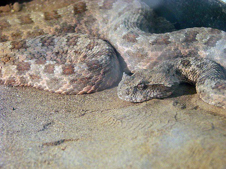 Pseudocerastes persicus persian horned viper