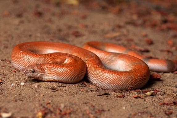 Red Sand Boa Eryx johnii