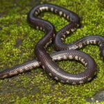 Rhinophis melanoleucus indian burrowing snake