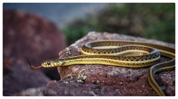 Rossman's Garter Snake Thamnophis rossmani