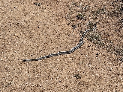 Salvadora hexalepis baja california snake
