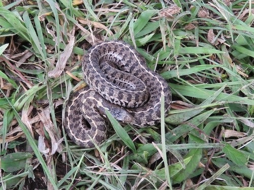 Short-tail Alpine Garter Snake (Thamnophis scaliger)