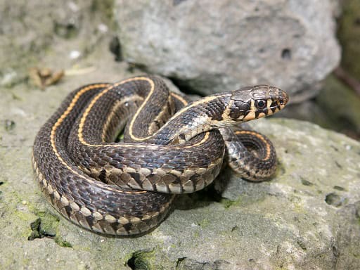 Short-tail Alpine Garter Snake Thamnophis