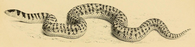 Simoselaps fasciolatus burrowing snake
