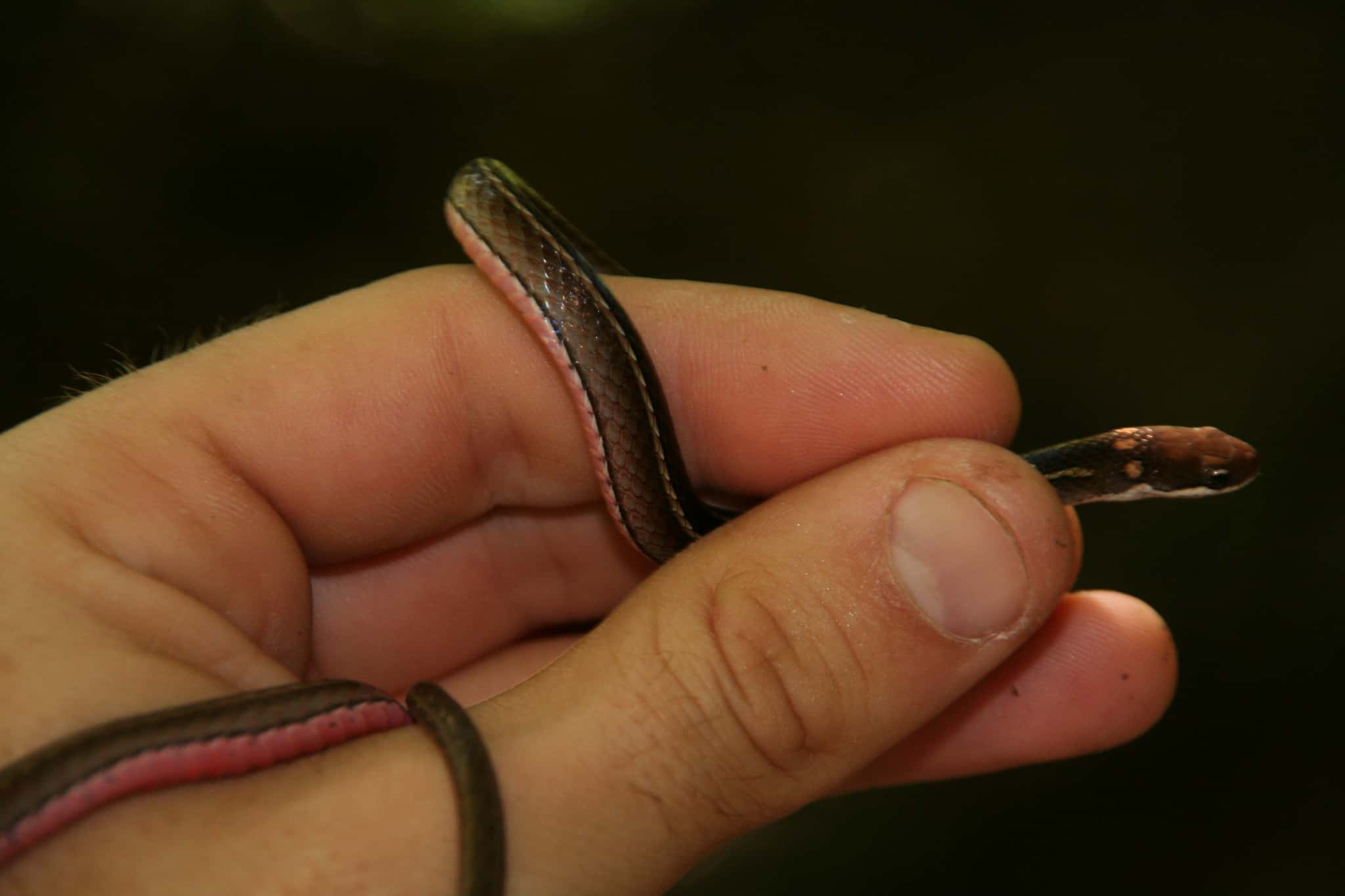 Slender Smooth Snake Liopholidophis rhadinaea