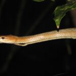 Tiny Night Snake Ithycyphus miniatus