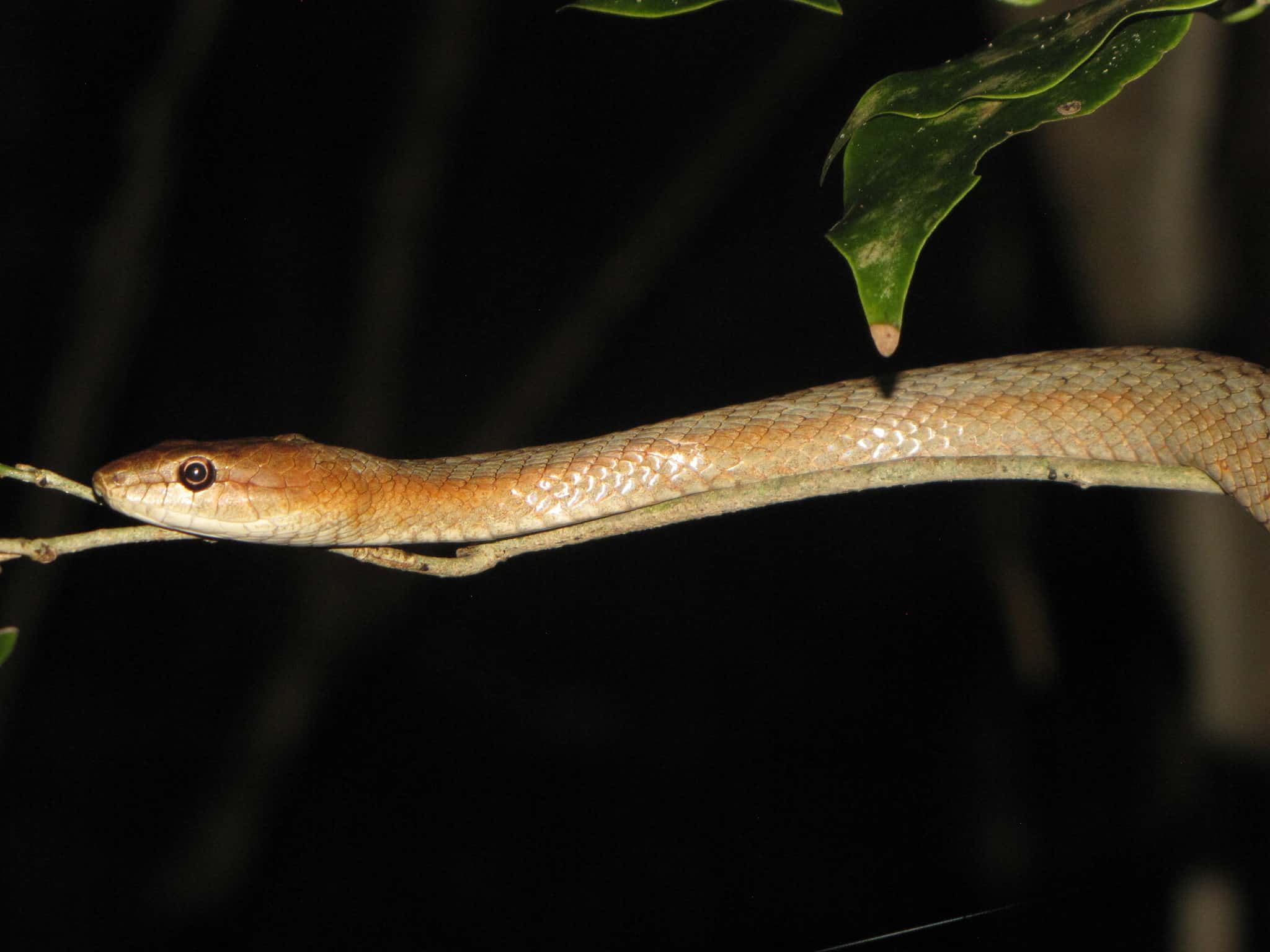 Tiny Night Snake Ithycyphus miniatus