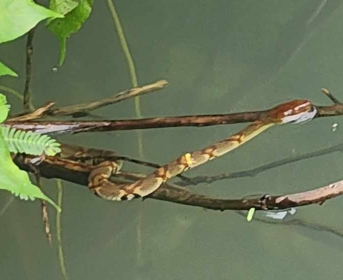 Trimerodytes aequifasciatus hong kong snake