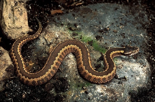 Vipera dinniki dinnik's viper