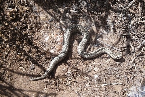 Vipera eriwanensis alburzi viper armenia