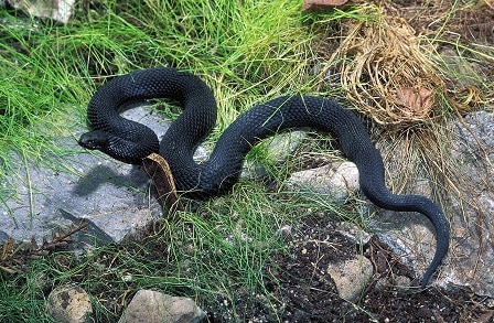 Vipera nikolskii forest steppe adder