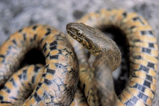 Viperine Snake Natrix maura face