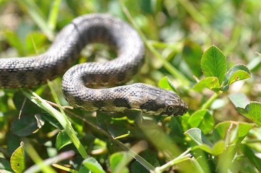 Viperine Snake Natrix maura spain