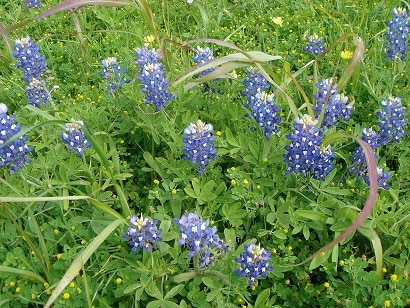 blue bonnet rattlesnake myth legend