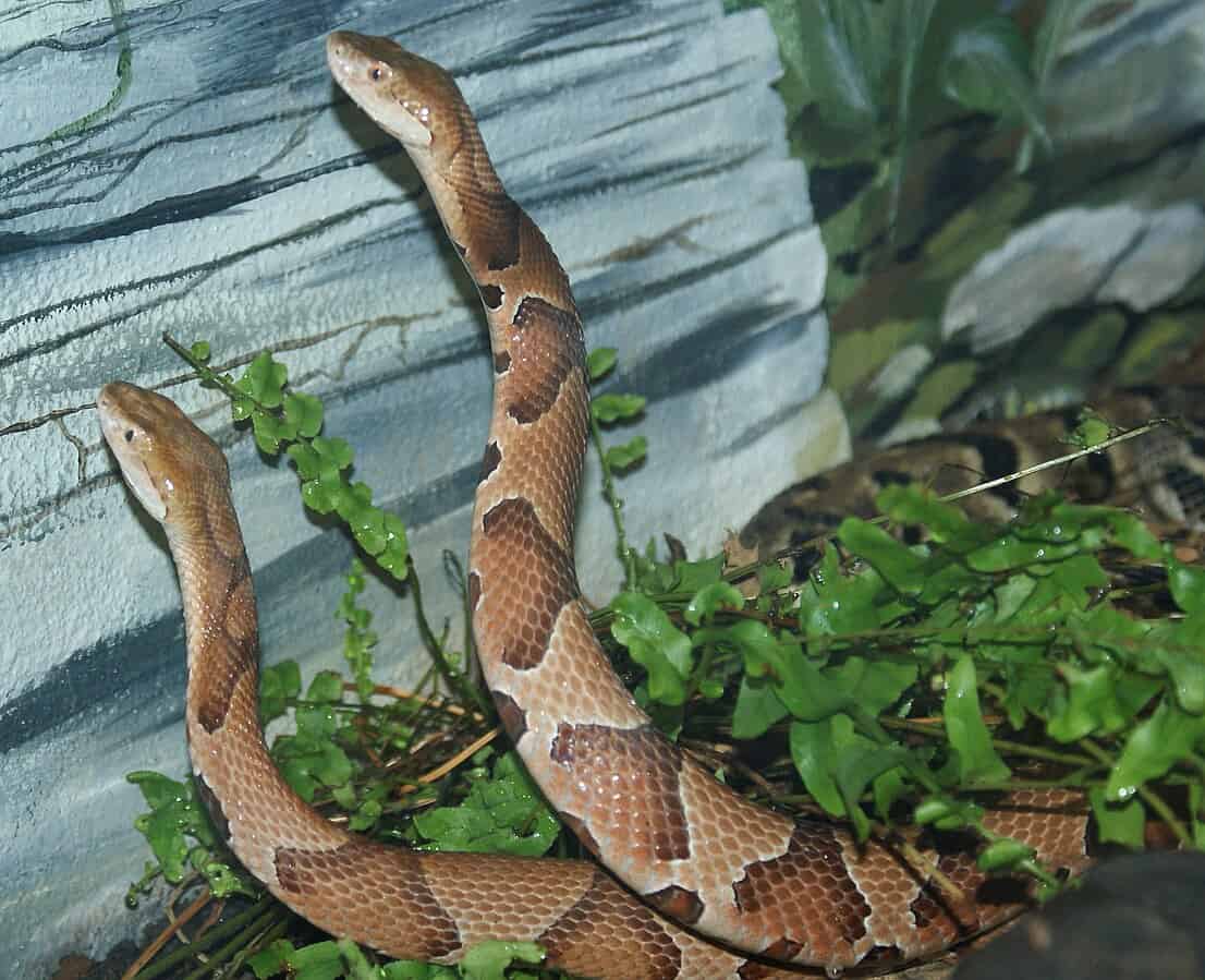 copperheads hiding inside largemouth bass