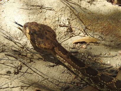 crotalus ruber lucasensis san lucan rattlesnake