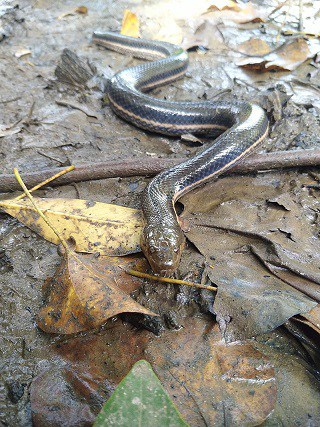 dussumier's water snake (Dieurostus dussumieri)