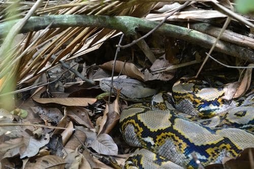 enormous Reticulated Python Malayopython reticulatus