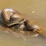 indian checkered keelback fowlea piscator