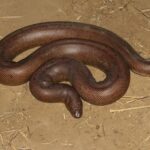 john's sand boa eryx johnii