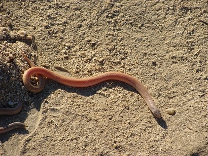 sonora straminea baja california snake