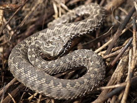 Vipera renardi (Renard's viper)