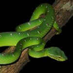 waglers pitviper tropidolaemus wagleri male