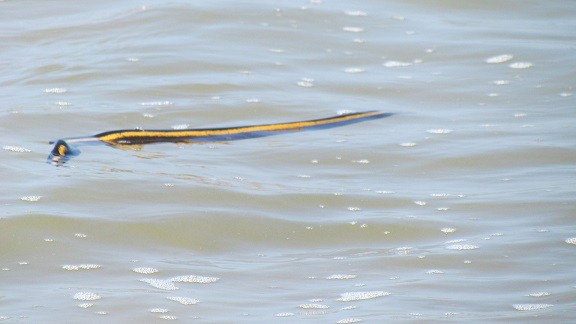 yellow sea snake (hydrophis platurus)