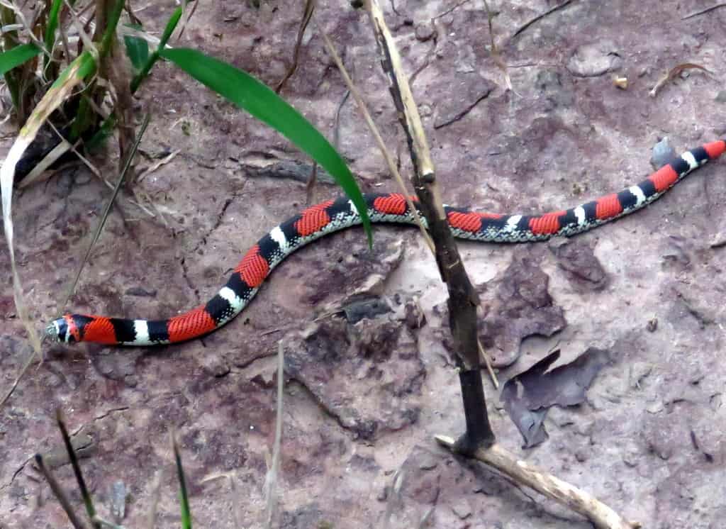 Banded Hognose Snake Xenodon pulcher