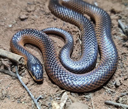 Black backed Hooded Snake Suta nigriceps