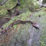 Bothrocophias microphthalmus toad headed pitviper