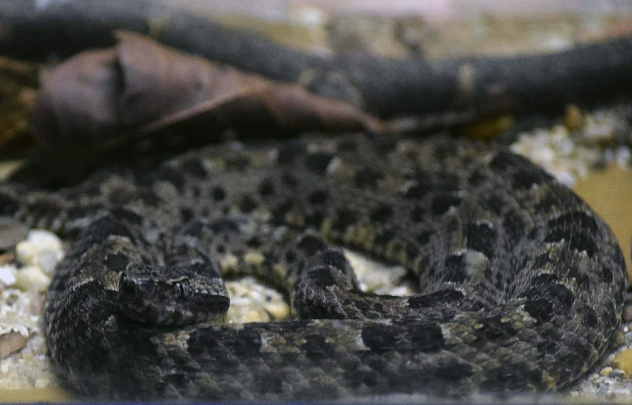 Bothrops marmoratus marbled lancehead brazil